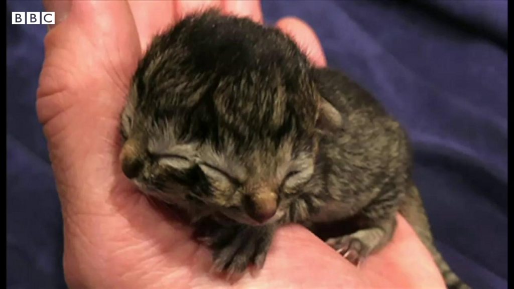 顔が2つある子猫が誕生、「食欲旺盛」と飼い主一家　米オレゴン州
