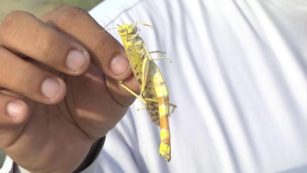 Guruh jinsiy aloqa zavqlari