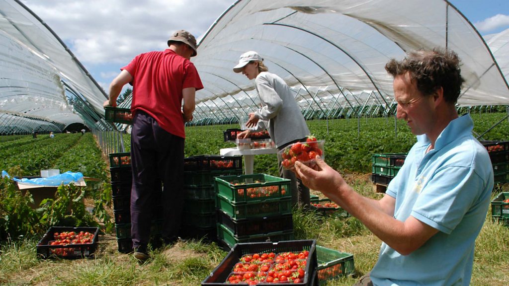 Pick-your-own farms are hoping for another bumper summer.