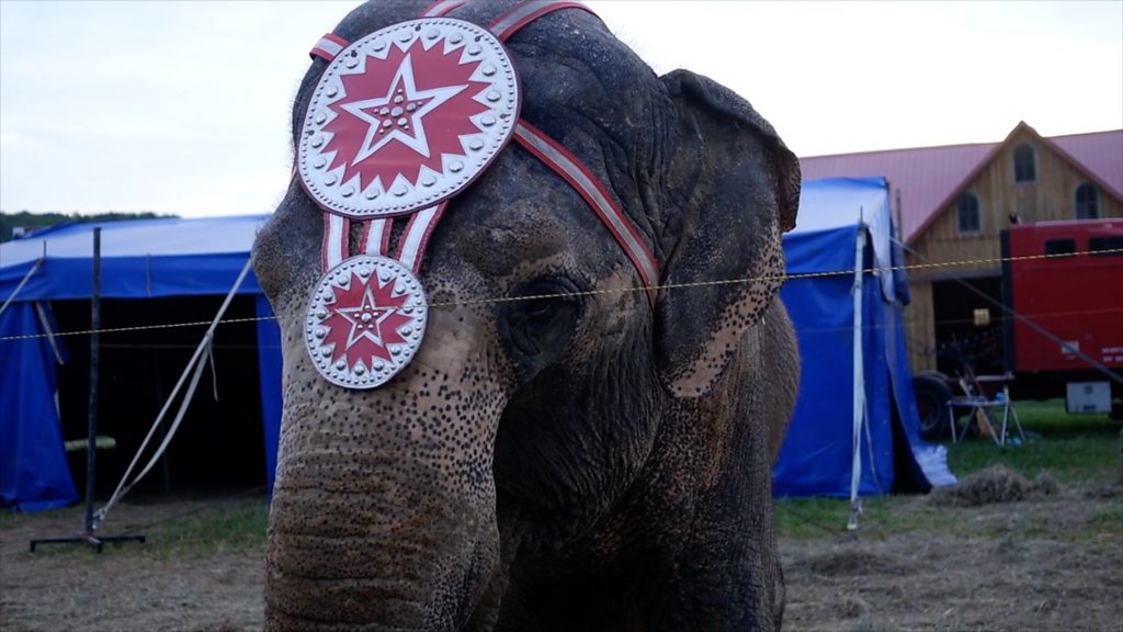 Wild circus animals ban plans clear final hurdle in Senedd BBC News