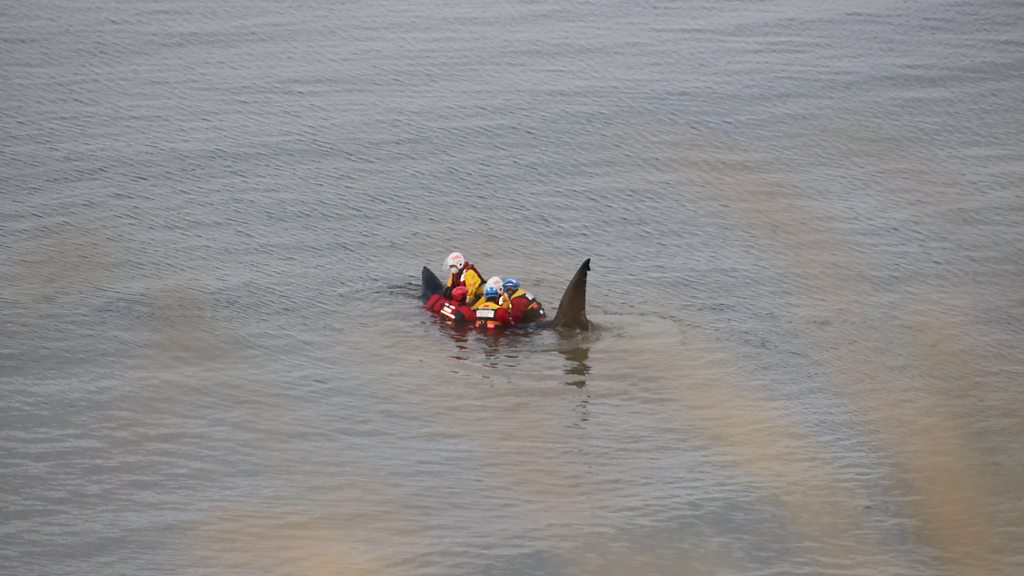 Filey Bay stranded basking shark put down