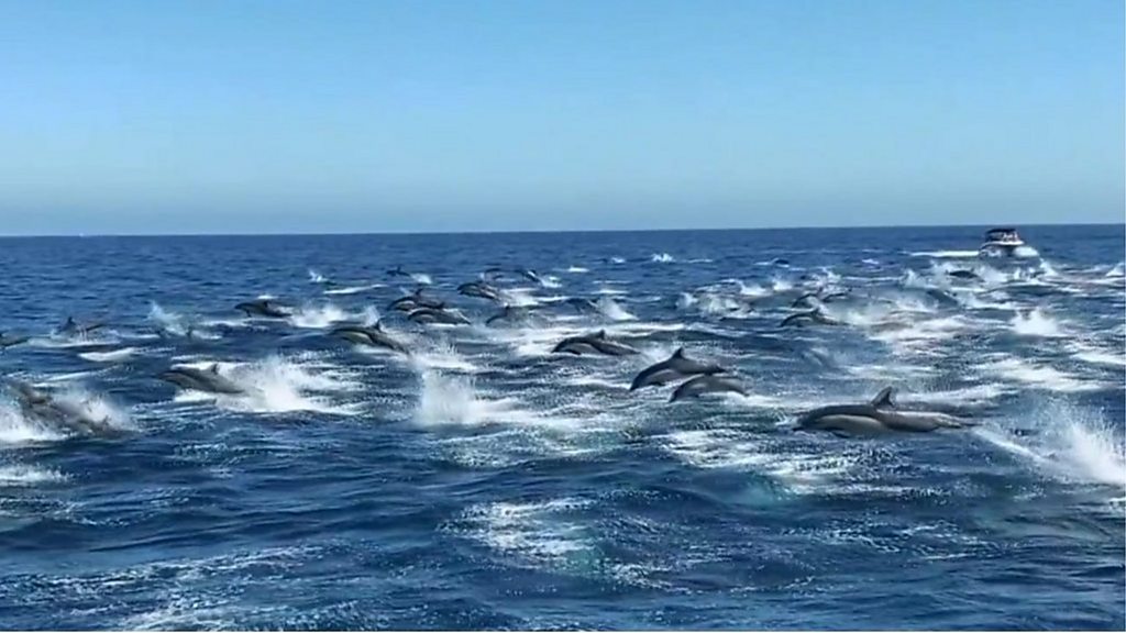 300頭のイルカの群れが一斉に 突進 米カリフォルニア沖で撮影 cニュース