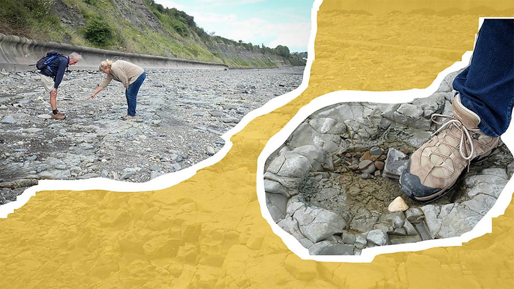 Penarth 'dinosaur footprints' investigated by museum