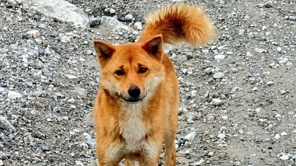 Anjing bernyanyi Papua: 'Lolongan' yang kembali setelah dianggap punah