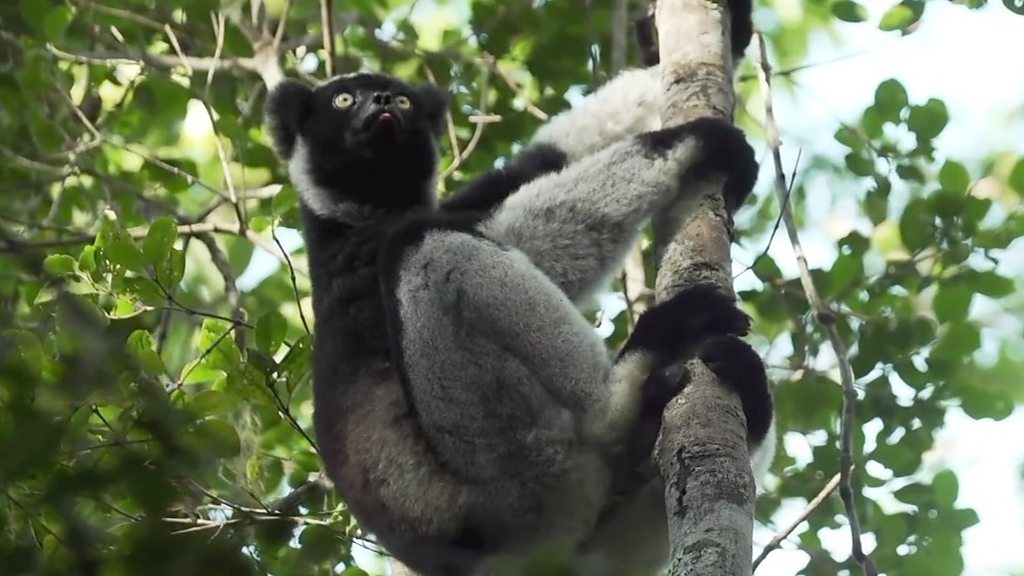 Extinction: Urgent change needed to save species, says UN