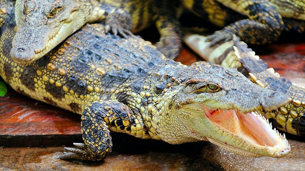 Alligator on gas snaps up Ig Nobel prize