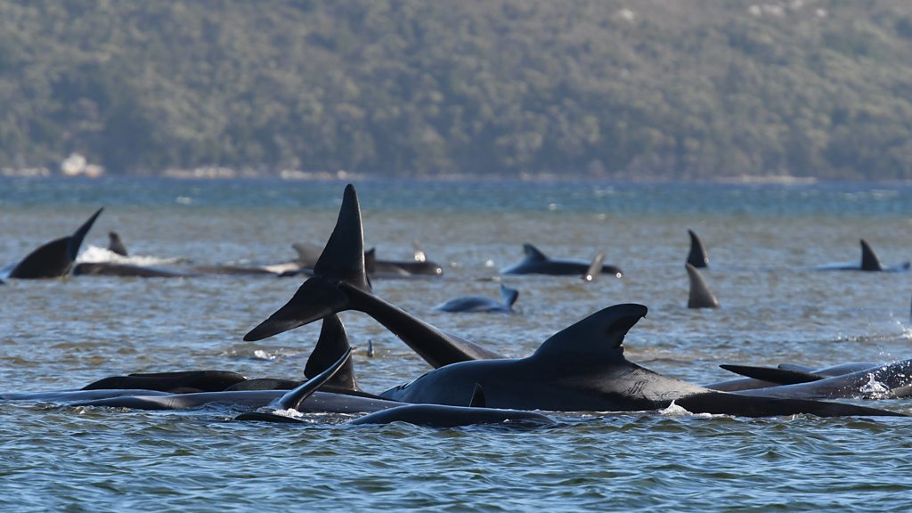 Australia whales: 90 dead in mass stranding off Tasmania - BBC News