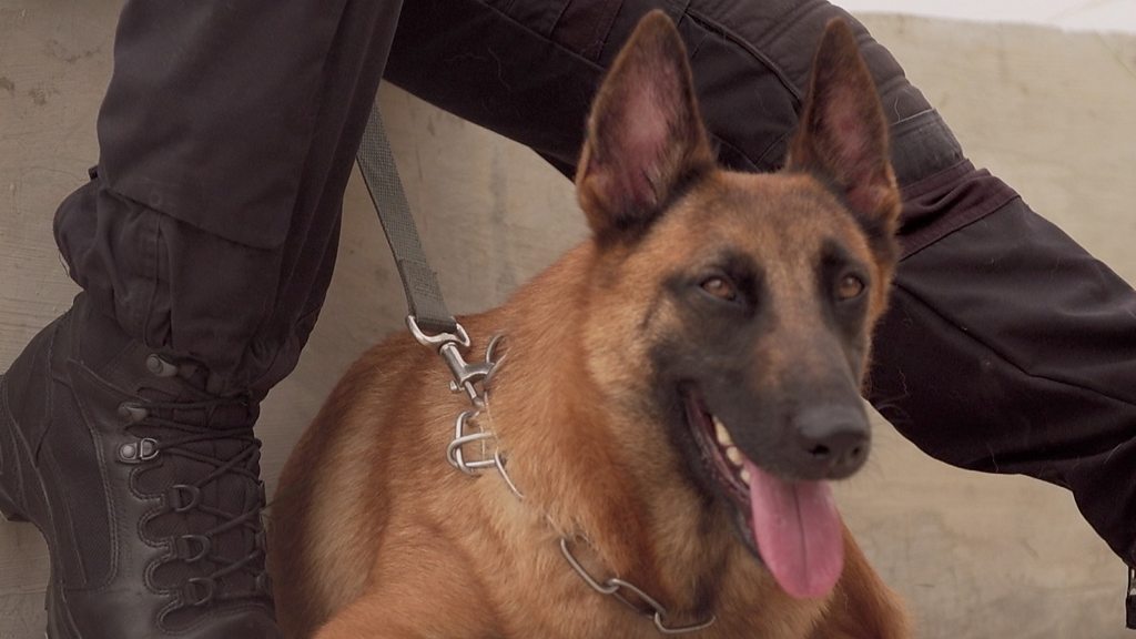 Covid Will your pet need a coronavirus vaccine? BBC News