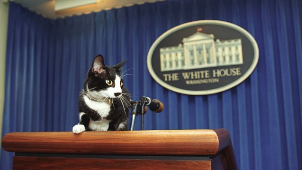 A Message from Joe Biden's White House Cat