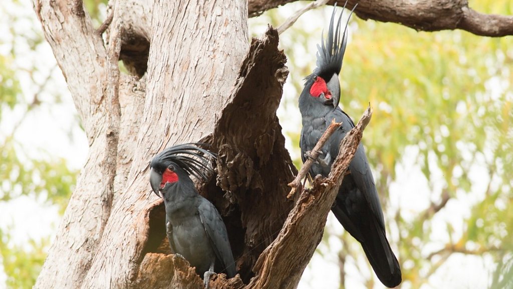 This Non-Binary Cardinal Is Flipping Gender the Bird, News