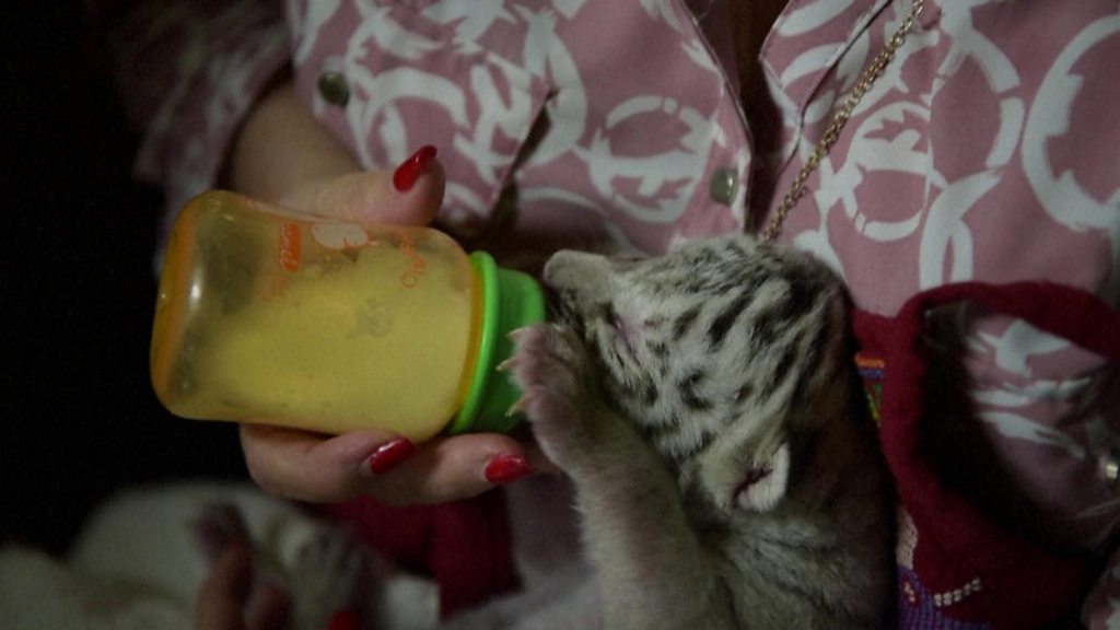 Newborn Bengal tiger fed special milk for cats in Nicaragua - CGTN