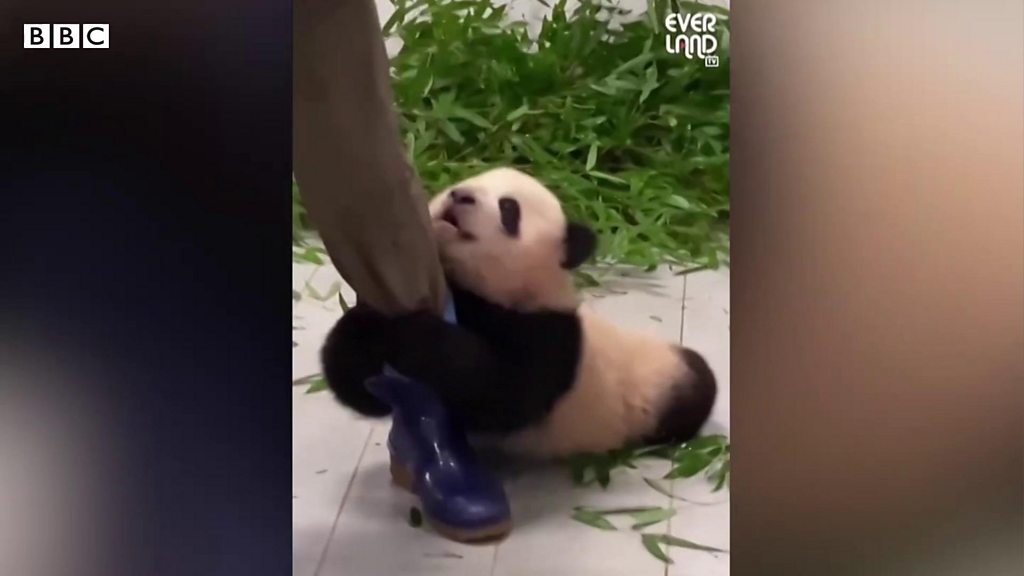 赤ちゃんパンダが かまって 飼育員の足にしがみつく姿が話題 cニュース