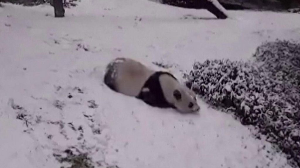 パンダが大の字でスライディング 2年ぶりの大雪に大はしゃぎ cニュース