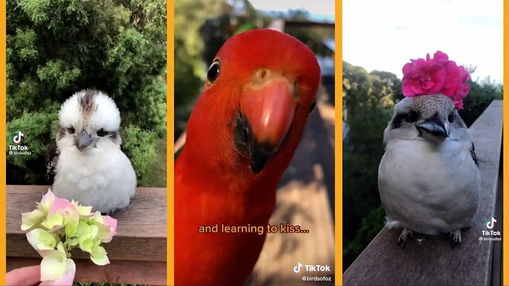 Израелски фотограф снимио јато птица у облику кашичице