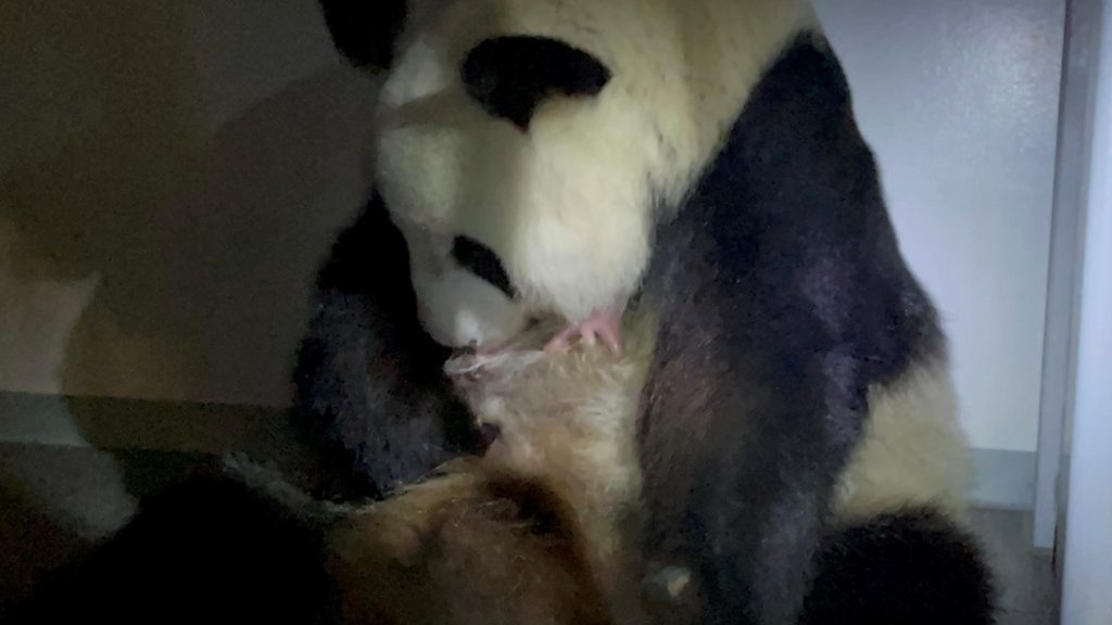 ジャイアントパンダのシンシン 双子を出産 上野動物園 cニュース