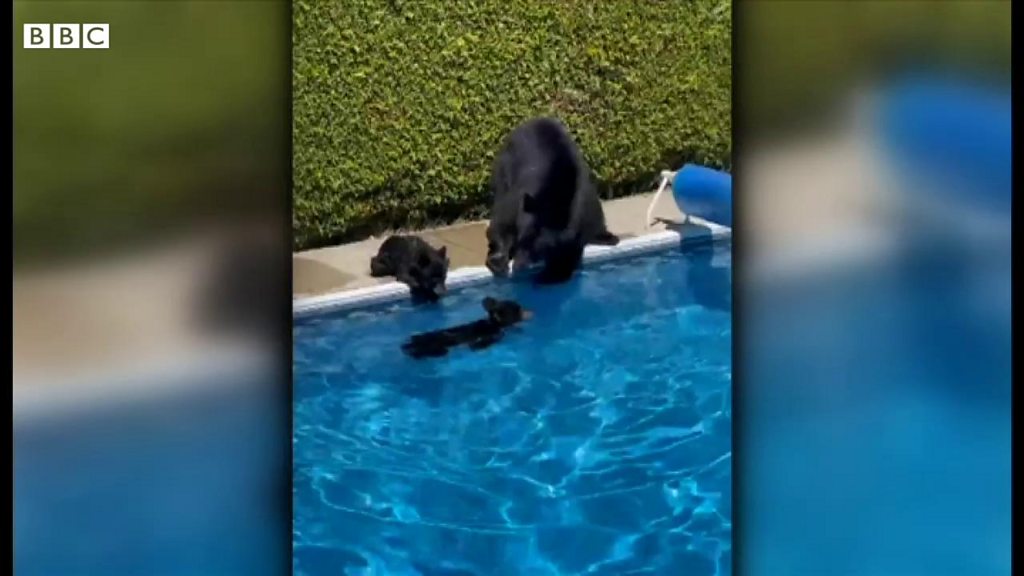 猛暑のカナダ クマの親子がプールで涼む cニュース