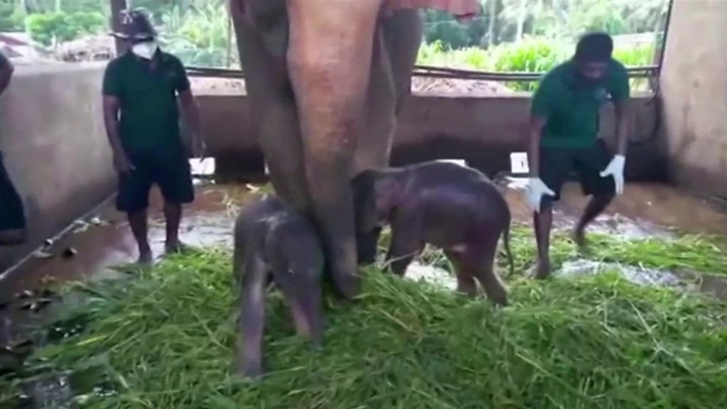 Rare twin baby elephants born in Kenya