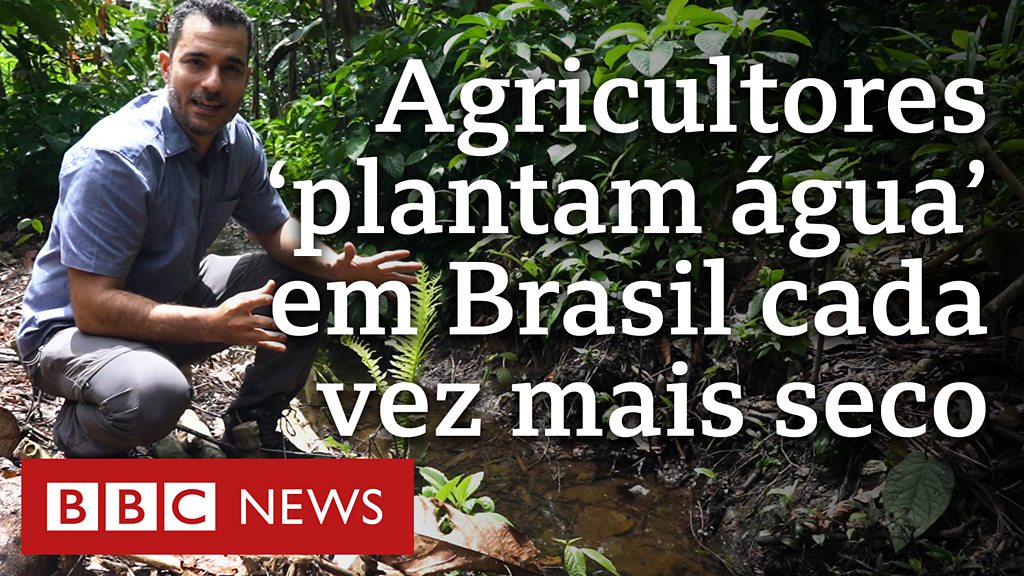 4 conselhos de um botânico para não matar as plantas em casa - BBC News  Brasil