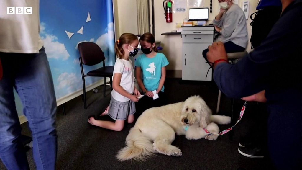 大丈夫だよ セラピー犬がワクチン接種する子供を安心させ 米カリフォルニア州 cニュース