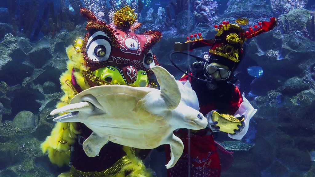 马来西亚水族馆“水底舞狮”贺新年- BBC News 中文