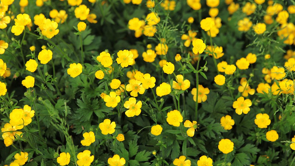 Gardeners' Question Time Ludlow BBC Sounds