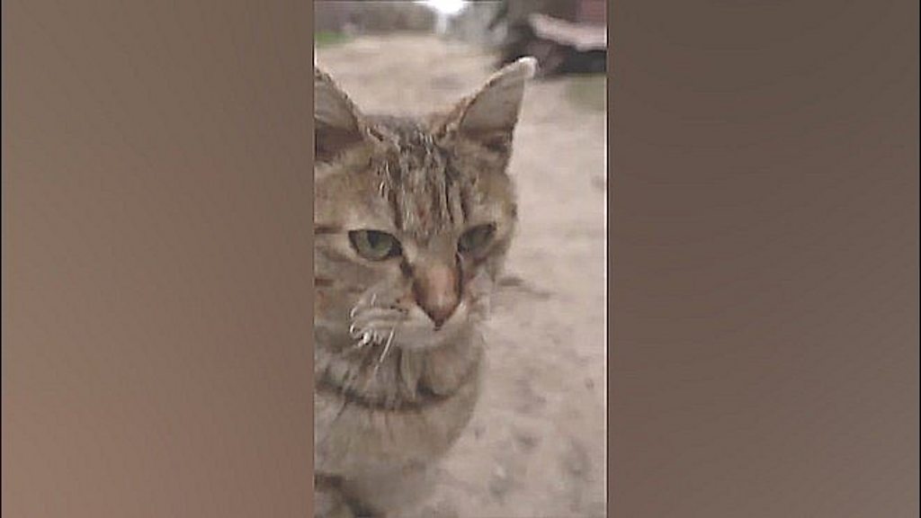 ミサイルの残骸を取材中、猫が…… ウクライナでBBC記者が久しぶりに笑顔