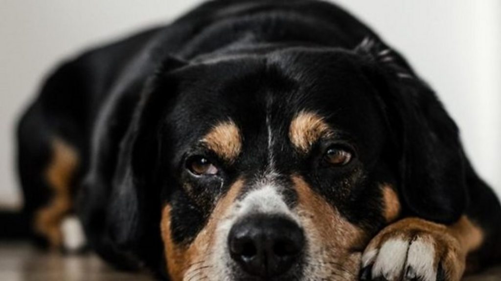 Minha facul nos eua fez uma noite brasileira, julguem o cachorro