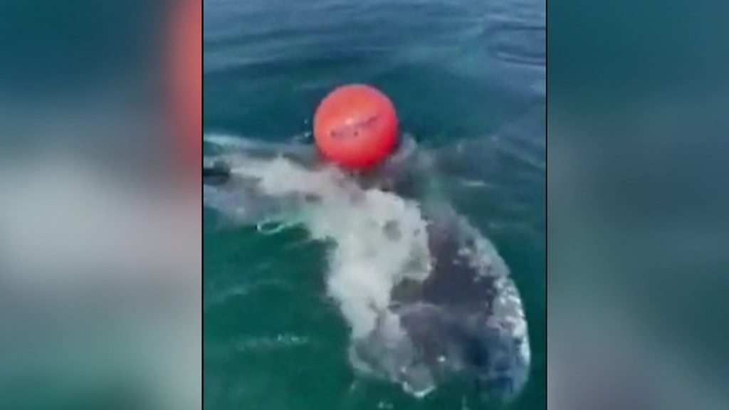 Beluga Whale Trapped in River Seine Euthanized During Rescue Mission