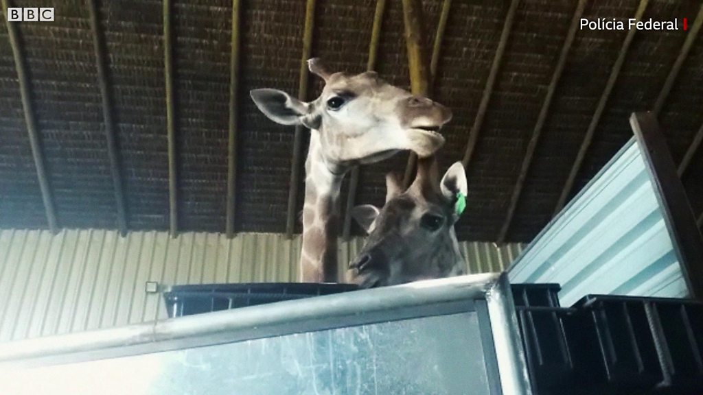 Mortes de girafas no Rio estão ligadas a 'maior caso de tráfico de