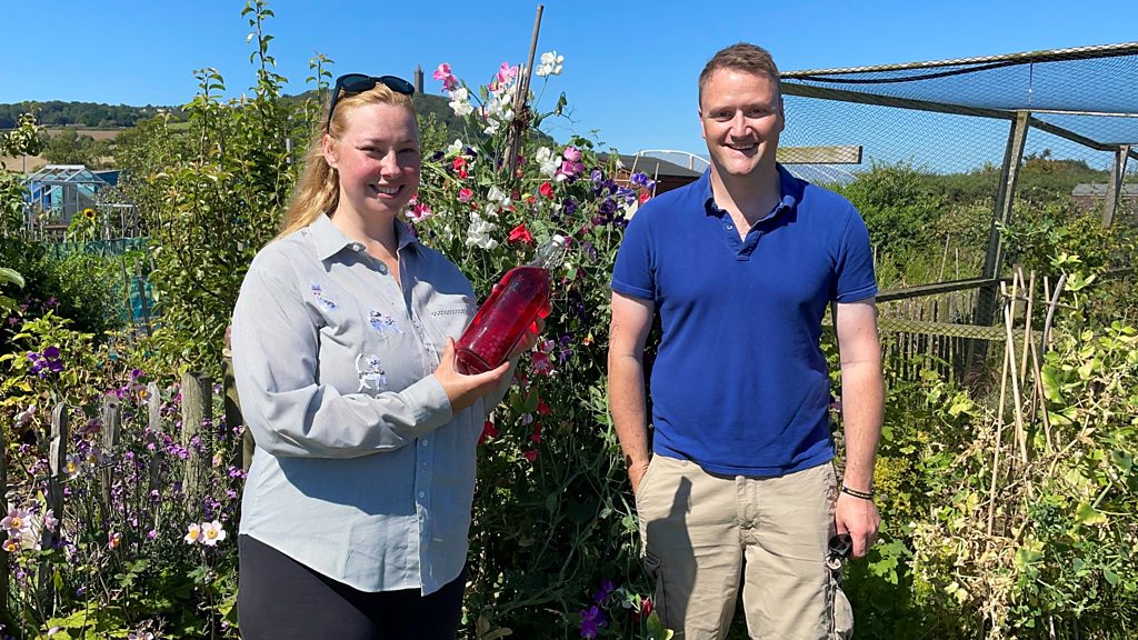 Gardeners' Corner Celebrating National Allotments Week and Growing