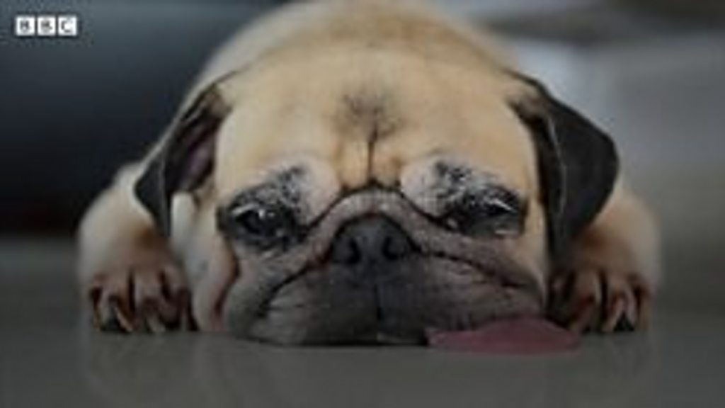 犬も うれし涙 を流す 日本の研究チームが発表 cニュース