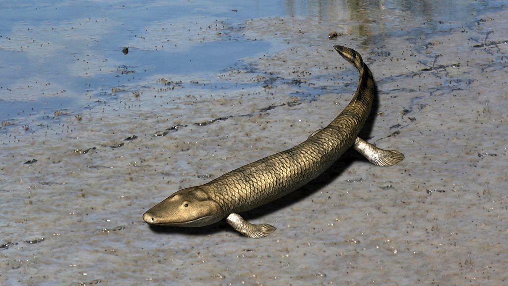 In Our Time - The Fish-Tetrapod Transition - BBC Sounds