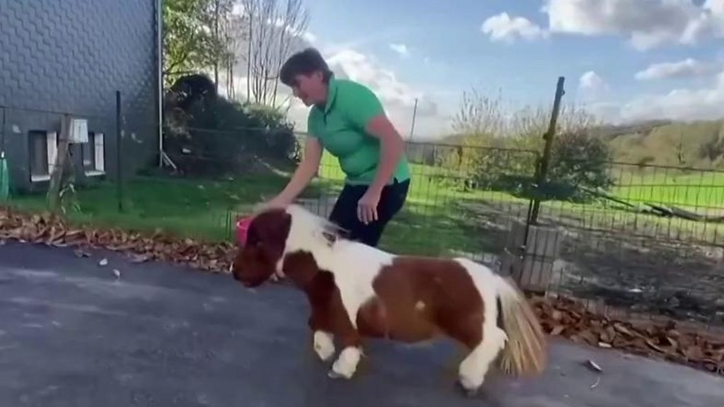 कुत्ते के साइज़ के इस घोड़े के बारे