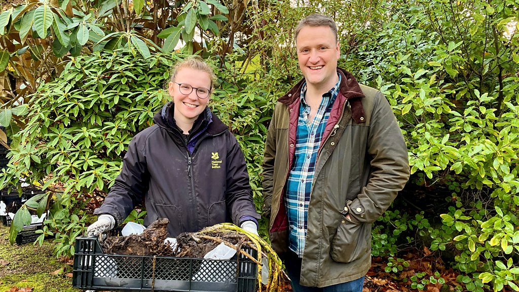 Gardeners' Corner Late autumn highlights at Rowallane, heeling in and