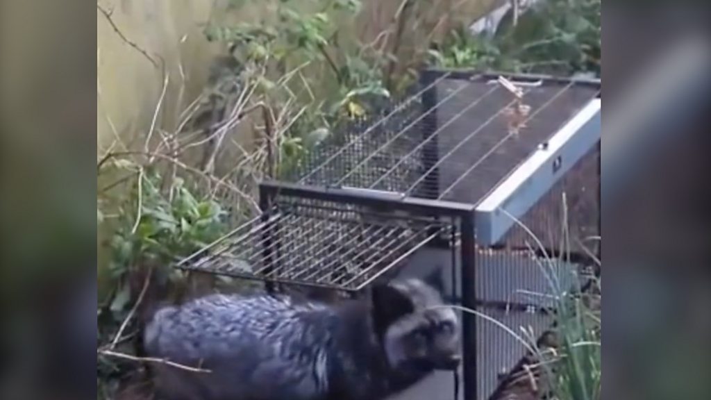 Rare black fox captured as experts warn second fox could still be on the  loose in Barry