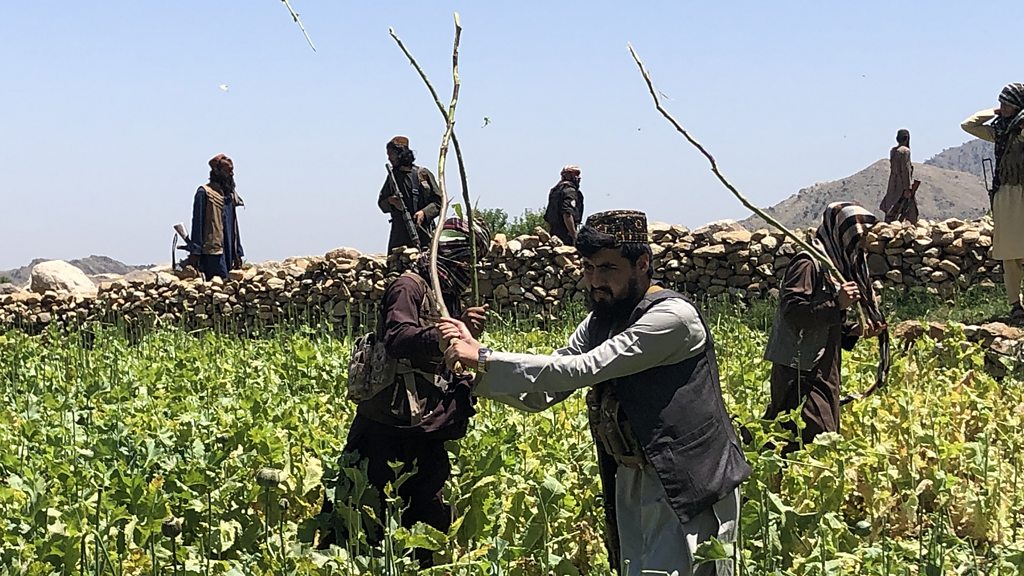 Inside the Taliban's war on drugs - opium poppy crops slashed