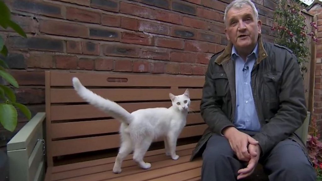 どこからともなく白猫が……BBCの生中継中にひょっこり - BBCニュース