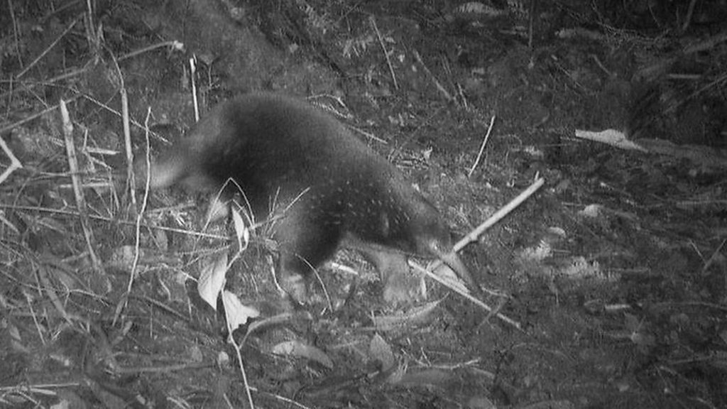 First-ever images prove 'lost echidna' not extinct