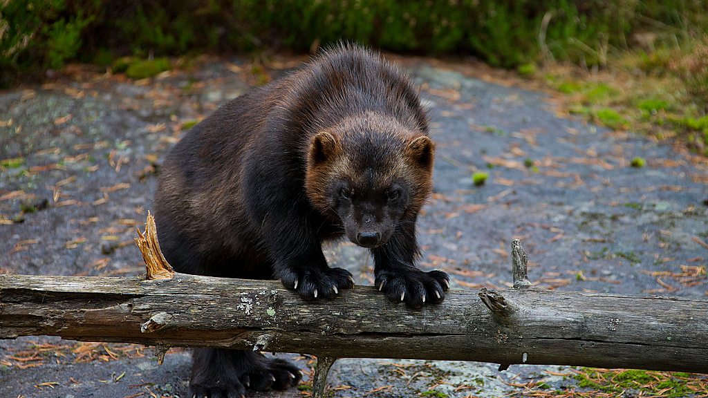 Discovery - Tooth And Claw: Wolverines - Bbc Sounds