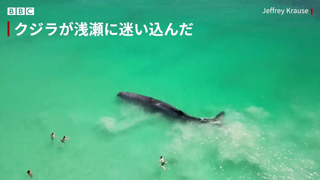 クジラが「危険なほど」岸に接近も……沖に戻る オーストラリア - BBC
