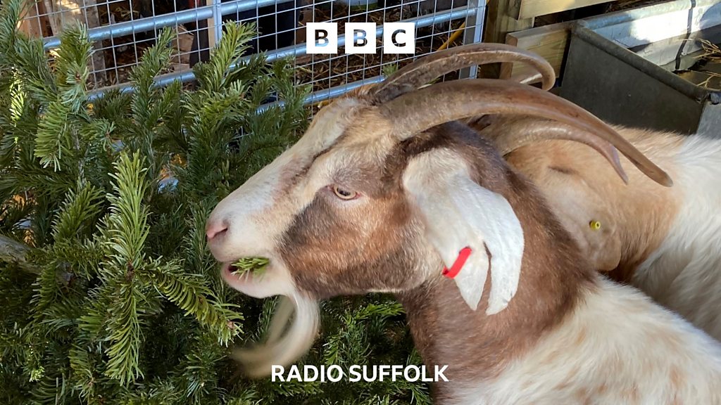 The goats in Wickham Market love Christmas trees BBC Sounds