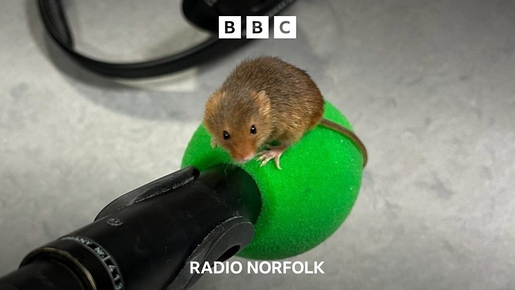 Norfolk’s Mr Jingles, the TikToking mouse BBC Sounds