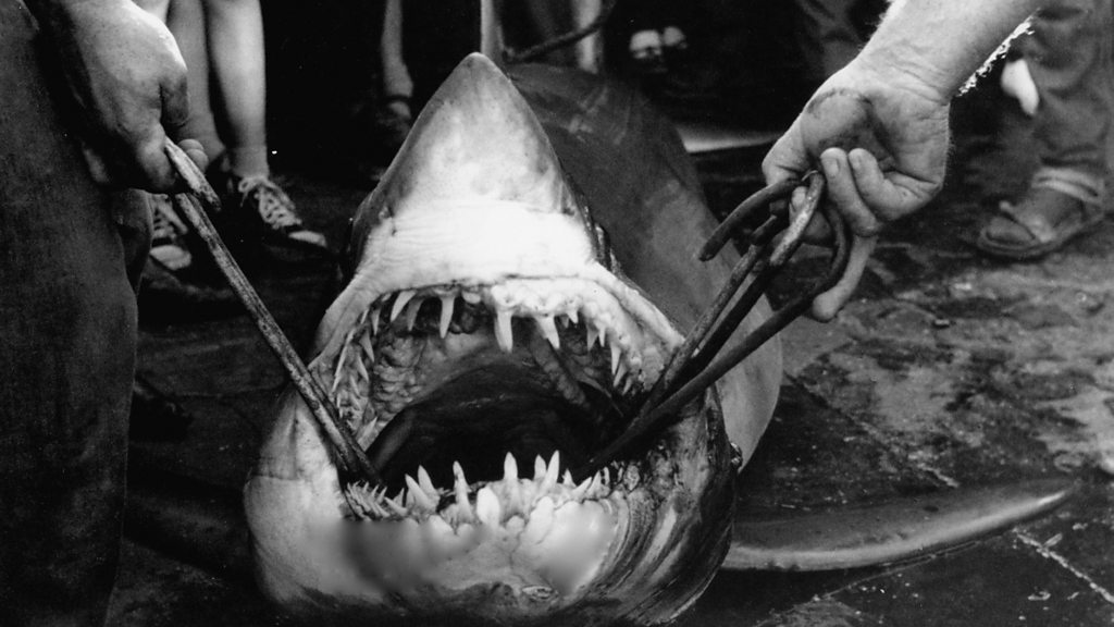 Julie Skentelbery New research on mako sharks in Cornwall BBC Sounds