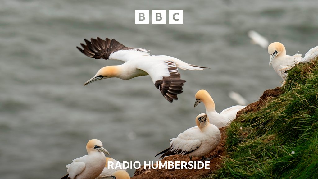 Bempton Cliffs - England’s largest seabird city - BBC Sounds