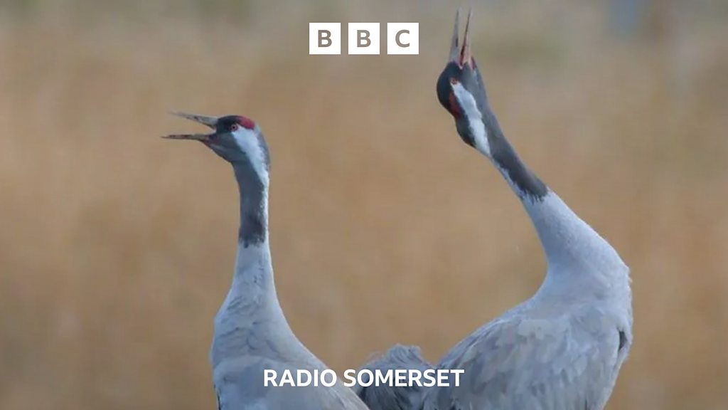 A Somerset crane moves to Scotland for love - BBC Sounds