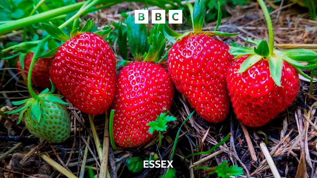 Inside the Tiptree jam factory BBC Sounds