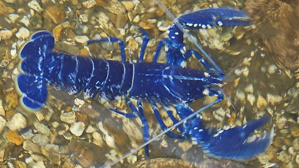 Julie Skentelbery - Meet Polperro's electric blue lobster - BBC Sounds