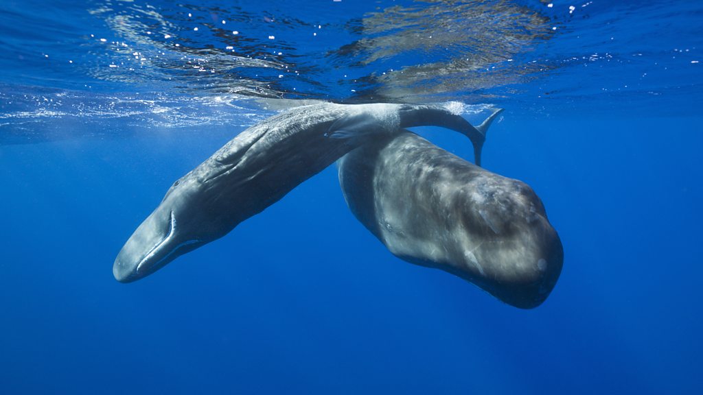 Science In Action - Changing blood types and whale grammar - BBC Sounds