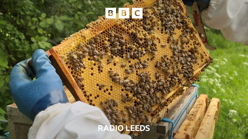 Why bees are so important in West Yorkshire BBC Sounds