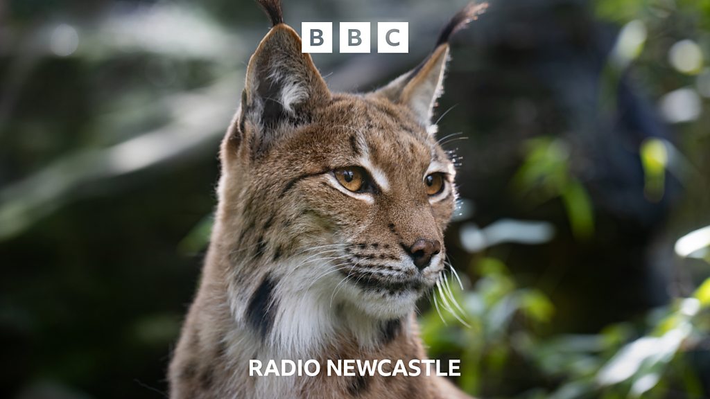 Could lynx be returning to Northumberland? - BBC Sounds